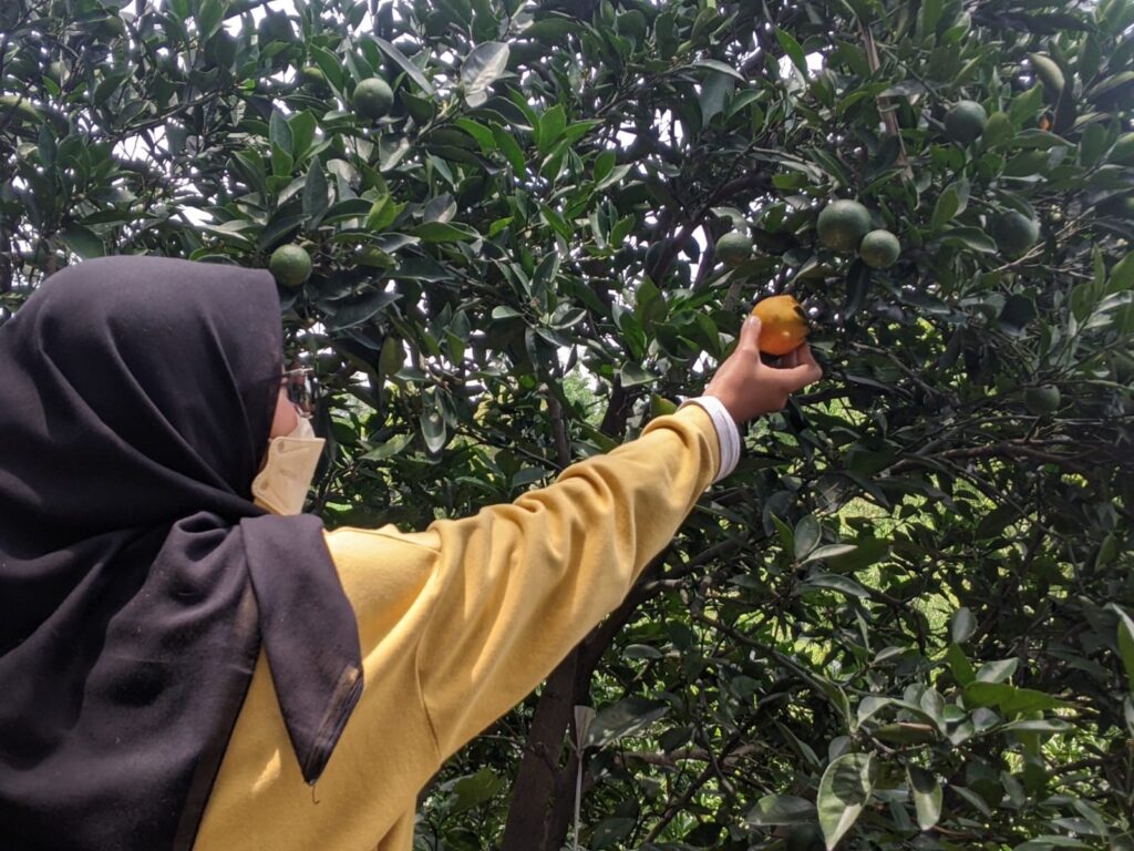 Petani Jeruk Keluhkan Jeruk Impor Malang Posco Media