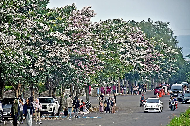Tabebuya Bermekaran Bikin Kota Romantis 1 Malang Posco Media