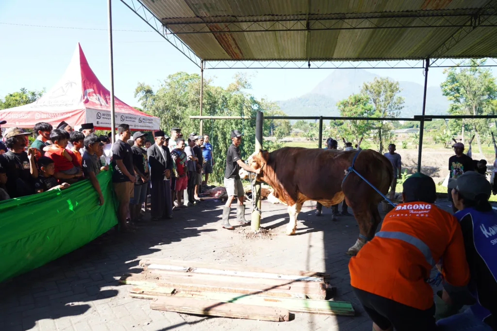 Wali Kota Batu Pantau Distribusi Daging Kurban di Sumberejo 1 Malang Posco Media