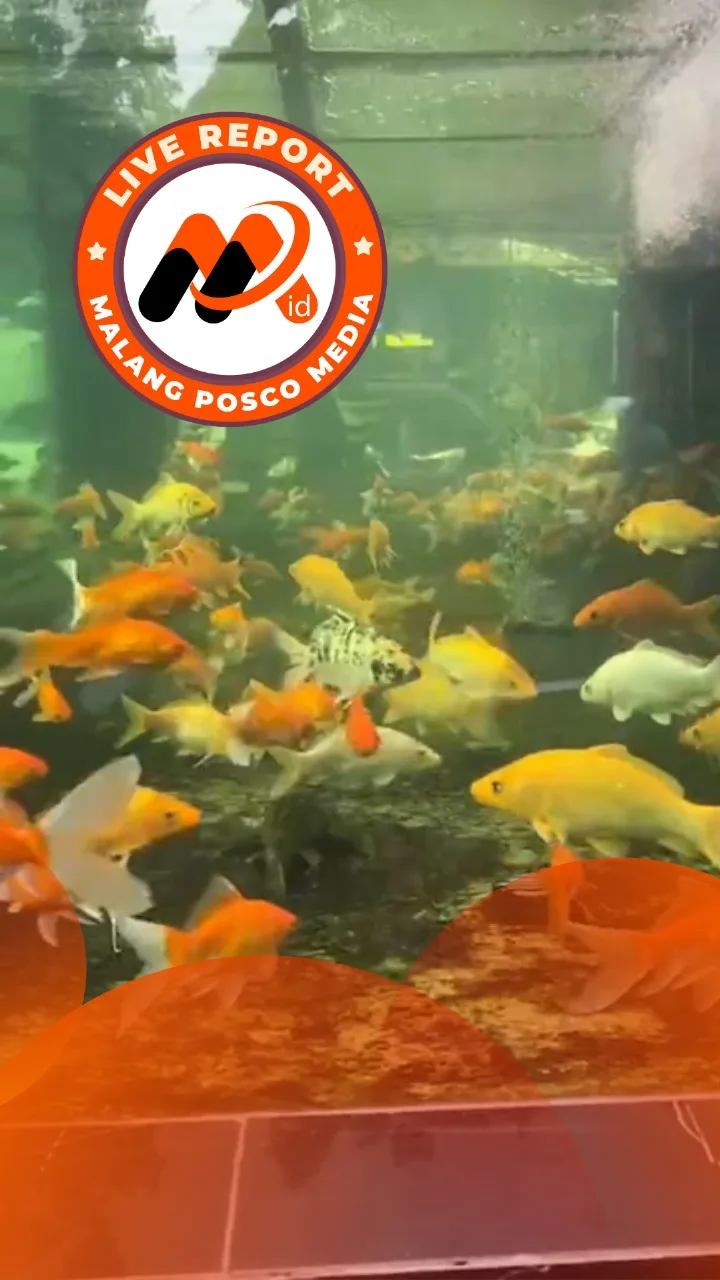 Live Report! Akuarium Taman Adipura Kini Dihuni 100 Ikan Mas